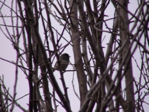 A junco in a dormant apple tree